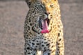 Leopard closeup of tongue