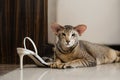 Leopard color Oriental Shorthair cat sit on ground with white high-heeled shoes Royalty Free Stock Photo