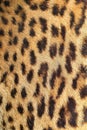 Leopard colorful fur real texture Royalty Free Stock Photo
