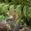 Leopard  or Spotted Big Cat coming out of the forest Royalty Free Stock Photo