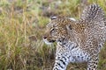 The leopard conceals prey. Masai Mara, Kenya