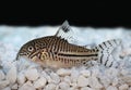 Leopard Cory Corydoras trilineatus catfish Royalty Free Stock Photo