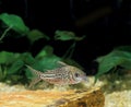 LEOPARD CORY OR JULII CORY corydoras julii Royalty Free Stock Photo