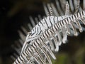 Leopard crinoid shrimp