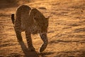 Leopard crossing baked earth in golden light