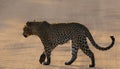 Leopard crossing the dirt road in the Kruger National Park