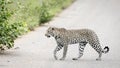 Leopard crossing the road, Kruger