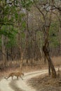 Leopard crossing a safari trail at Panna