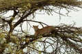 Leopard crouching in a tree Royalty Free Stock Photo