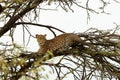 Leopard crouching in a tree Royalty Free Stock Photo