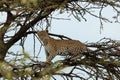 Leopard crouching in a tree Royalty Free Stock Photo