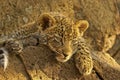 Leopard cub Royalty Free Stock Photo