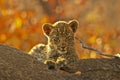Leopard cub on a branch Royalty Free Stock Photo