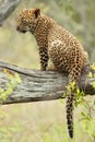 Leopard Cub