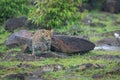 Leopard cub jumps off rock lifting forepaws Royalty Free Stock Photo