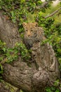 Leopard cub lies in tree looking down