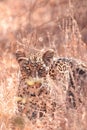 Leopard cub lying in tall dry grass