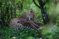 Leopard cub in Masai Mara, Kenya