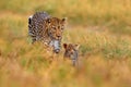 Leopard cub with mother walk. Big wild cat in the nature habitat, sunny day on the savannah, Khwai river. Leopard kitten baby, Royalty Free Stock Photo