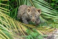 Leopard cub in Sabi Sands Game Reserve in the greater Kruger region in South Africa Royalty Free Stock Photo