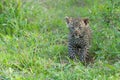 Leopard cub in Sabi Sands Game Reserve in the greater Kruger region in South Africa Royalty Free Stock Photo