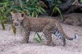 Leopard cub playing in the sand in Sabi Sands safari park, Kruger, South Africa.