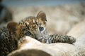 Leopard cub portrait Royalty Free Stock Photo