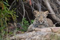 A leopard cub resting on a rock under a tree. Royalty Free Stock Photo