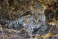 Leopard Cub Royalty Free Stock Photo