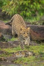 Leopard cub runs over rocks near bushes