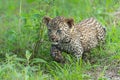 Leopard cub in Sabi Sands Game Reserve in the greater Kruger region in South Africa Royalty Free Stock Photo