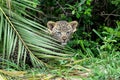 Leopard cub in Sabi Sands Game Reserve in the greater Kruger region in South Africa Royalty Free Stock Photo