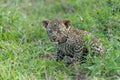 Leopard cub in Sabi Sands Game Reserve in the greater Kruger region in South Africa Royalty Free Stock Photo