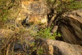 Leopard cub sits on rock watching camera Royalty Free Stock Photo