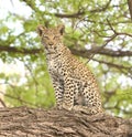 Curious Leopard Cub Perched on a Limb