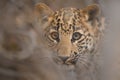 Leopard cub tight close-up portrait