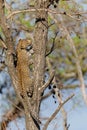 Leopard cub in the tree hiding for a hyena Royalty Free Stock Photo