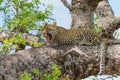 Leopard cub in the tree hiding for a hyena Royalty Free Stock Photo