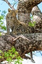 Leopard cub in the tree hiding for a hyena Royalty Free Stock Photo