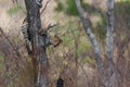 Leopard cub in the tree hiding for a hyena Royalty Free Stock Photo