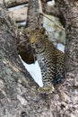 Leopard cub in the tree after hiding for a hyena in Sabi Sands Game Reserve Royalty Free Stock Photo