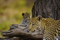 Leopard cub watching Mum walk past Royalty Free Stock Photo