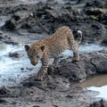 Leopard cub at a waterhole in Sabi Sands Game Reserve, Kruger, Mpumalanga, South Africa.