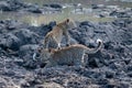 Leopard cubs play at a waterhole in Sabi Sands Game Reserve, Kruger, Mpumalanga, South Africa.