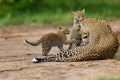 Leopard cubs playing with mother in Masai Mara, Kenya Royalty Free Stock Photo