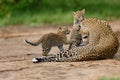 Leopard cubs playing with mother in Masai Mara, Kenya