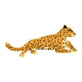 Leopard cute trend style, animal predator mammal, jungle. Vector illustration isolated on white background
