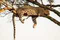 Leopard dangling from a tree in a typical pose Royalty Free Stock Photo