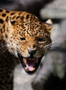 Leopard on dark background