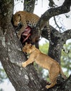 Leopard Defends Prey from Climbing Lioness in a Tree Royalty Free Stock Photo